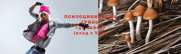 сатива Бородино